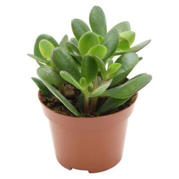 image CRASSULA OVATA