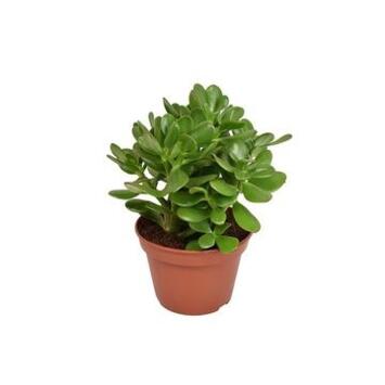 image CRASSULA OVATA