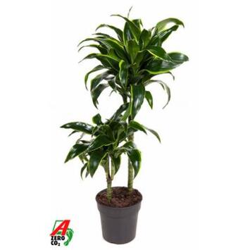 image DRACAENA DORADO 45-15