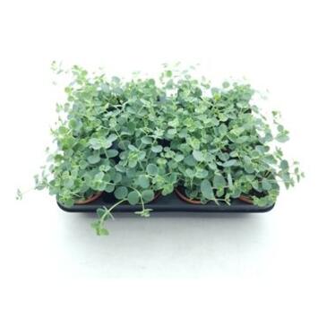 image SEDUM SIEBOLDII