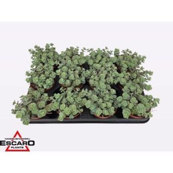image SEDUM SIEBOLDII
