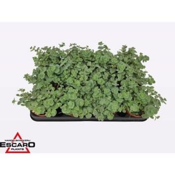 image SEDUM SIEBOLDII