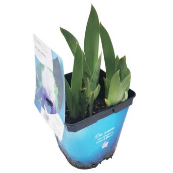 image IRIS NIGHT EDITION