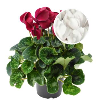 image CYCLAMEN 25/30 BLANC