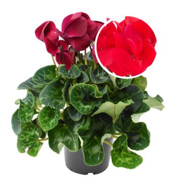 image CYCLAMEN 25/30 ROUGE