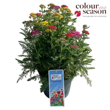 image ACHILLEA VARIE