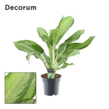 image AGLAONEMA CLEOPATRA