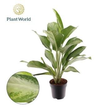 image AGLAONEMA CLEOPATRA