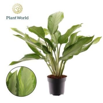 image AGLAONEMA CLEOPATRA