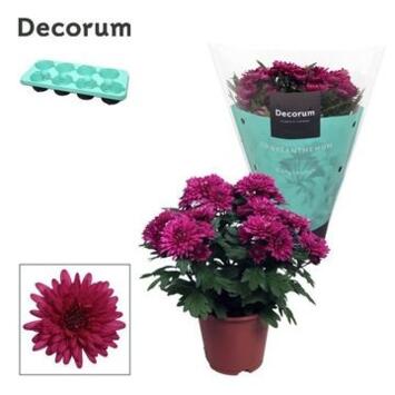 image DENDRANTHEMA CHRYSTAL PURPLE