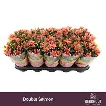 image DENDRANTHEMA DYNAMIC SAUMON