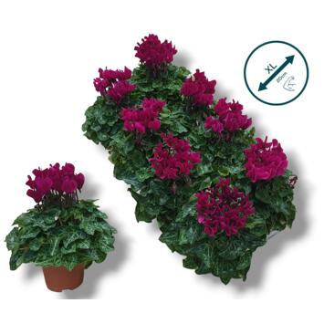 image CYCLAMEN SUPER COMPACT VARIE
