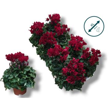 image CYCLAMEN SUPER COMPACT ROUGE