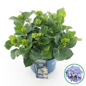 image HORTENSIA MACROPHYLLA