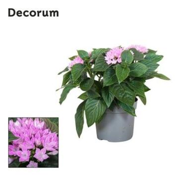 image PENTAS STARCLUSTER LAVENDER