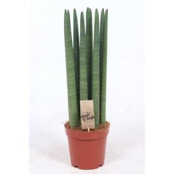 image SANSEVIERIA CYLINDRICA