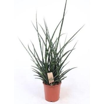 image SANSEVIERIA FERNWOOD