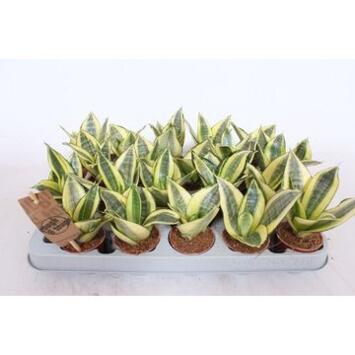 image SANSEVIERIA GOLDEN HAHNII