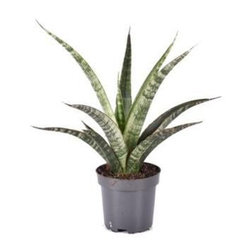image SANSEVIERIA TRIFASCIATA