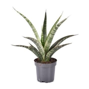 image SANSEVIERIA TRIFASCIATA