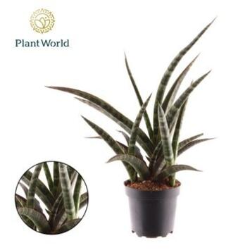 image SANSEVIERIA TRIFASCIATA