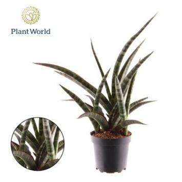 image SANSEVIERIA TRIFASCIATA