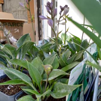 image HOSTA BULLETPROOF