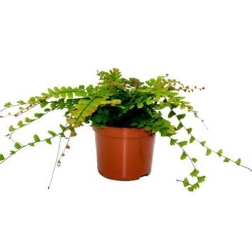 image ADIANTUM CAUDATUM