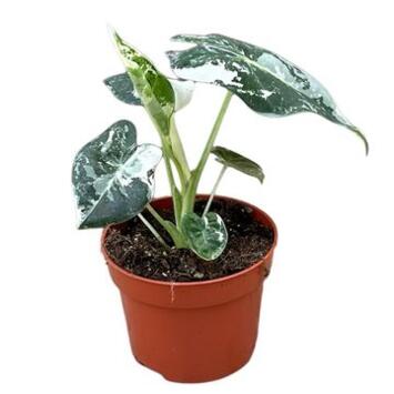 image ALOCASIA