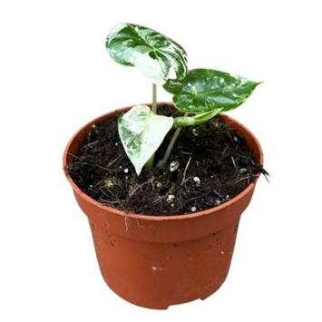 image ALOCASIA