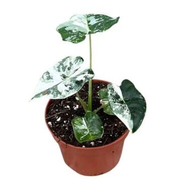 image ALOCASIA