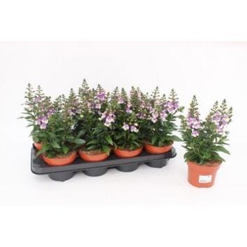 image ANGELONIA LAVENDER
