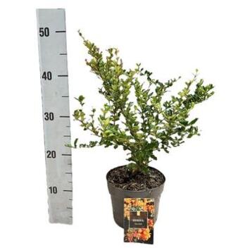 image BERBERIS JAUNE ORANGE