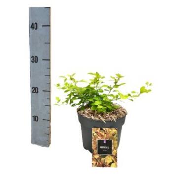 image BERBERIS AUREA