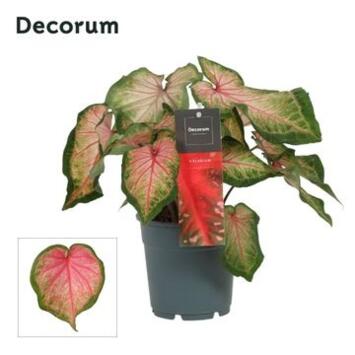 image CALADIUM DECORUM