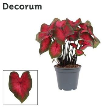 image CALADIUM DECORUM