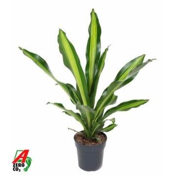 image DRACAENA BURLEY