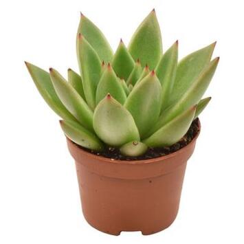 image ECHEVERIA MIRANDA