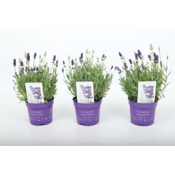 image LAVANDE EDELWEISS