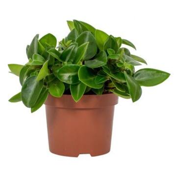 image PEPEROMIA PIXIE