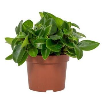 image PEPEROMIA PIXIE