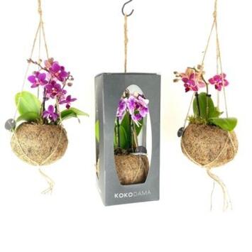 image PHALAENOPSIS MINI KOKODAMA SUSP