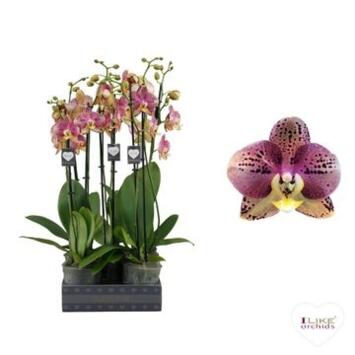 image PHALAENOPSIS 2BR JAUNE SPECIAL