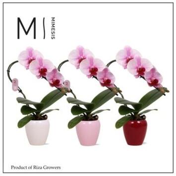 image PHALAENOPSIS 1BR ROSE SWAN CERAM