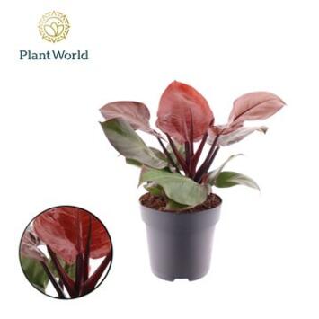 image PHILODENDRON