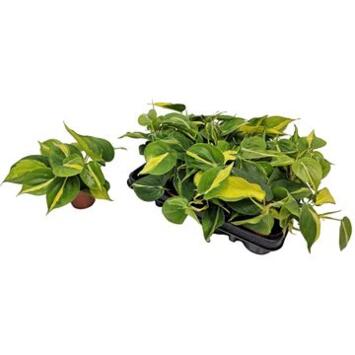 image PHILODENDRON SCANDENS BRASIL