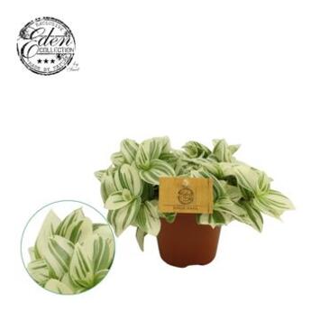image TRADESCANTIA