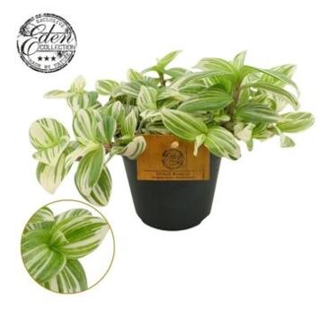 image TRADESCANTIA