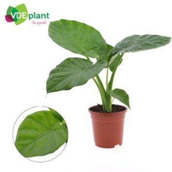 image ALOCASIA MACRORRHIZA