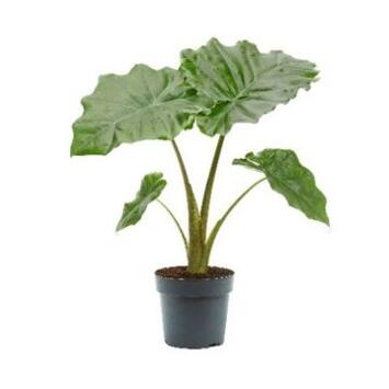 image ALOCASIA PORTODORA